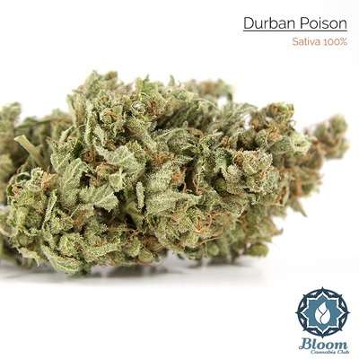 nQ76AOIWQNKq1fbMWfZo_Durban Poison - 600 - with stats.jpg